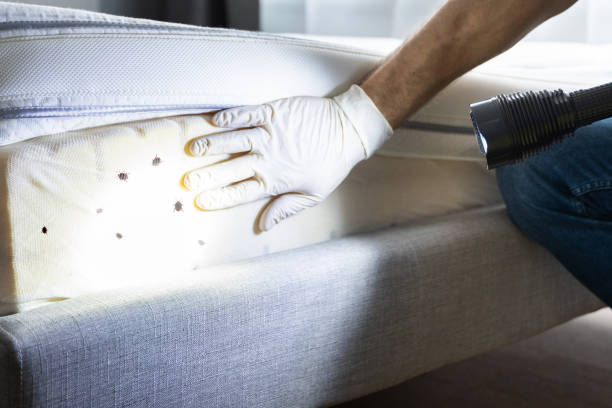 Best Mosquito Control Services  in Morro Bay, CA