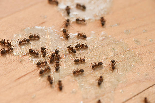 Best Bed Bug Extermination  in Morro Bay, CA