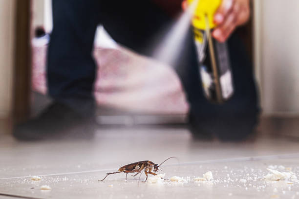 Best Pest Removal Services  in Morro Bay, CA