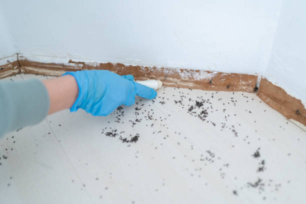 Best Affordable Pest Control Services  in Morro Bay, CA